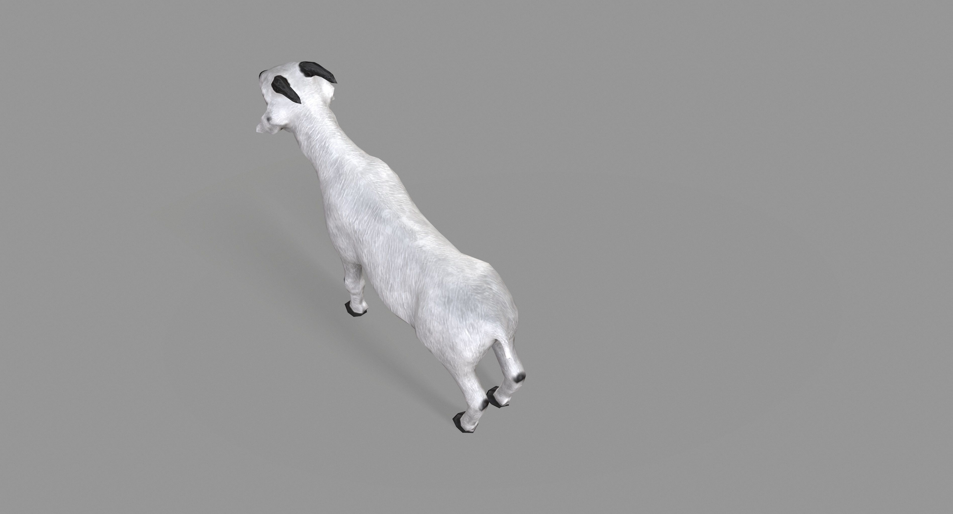 White Goat Low-poly 3D model_12