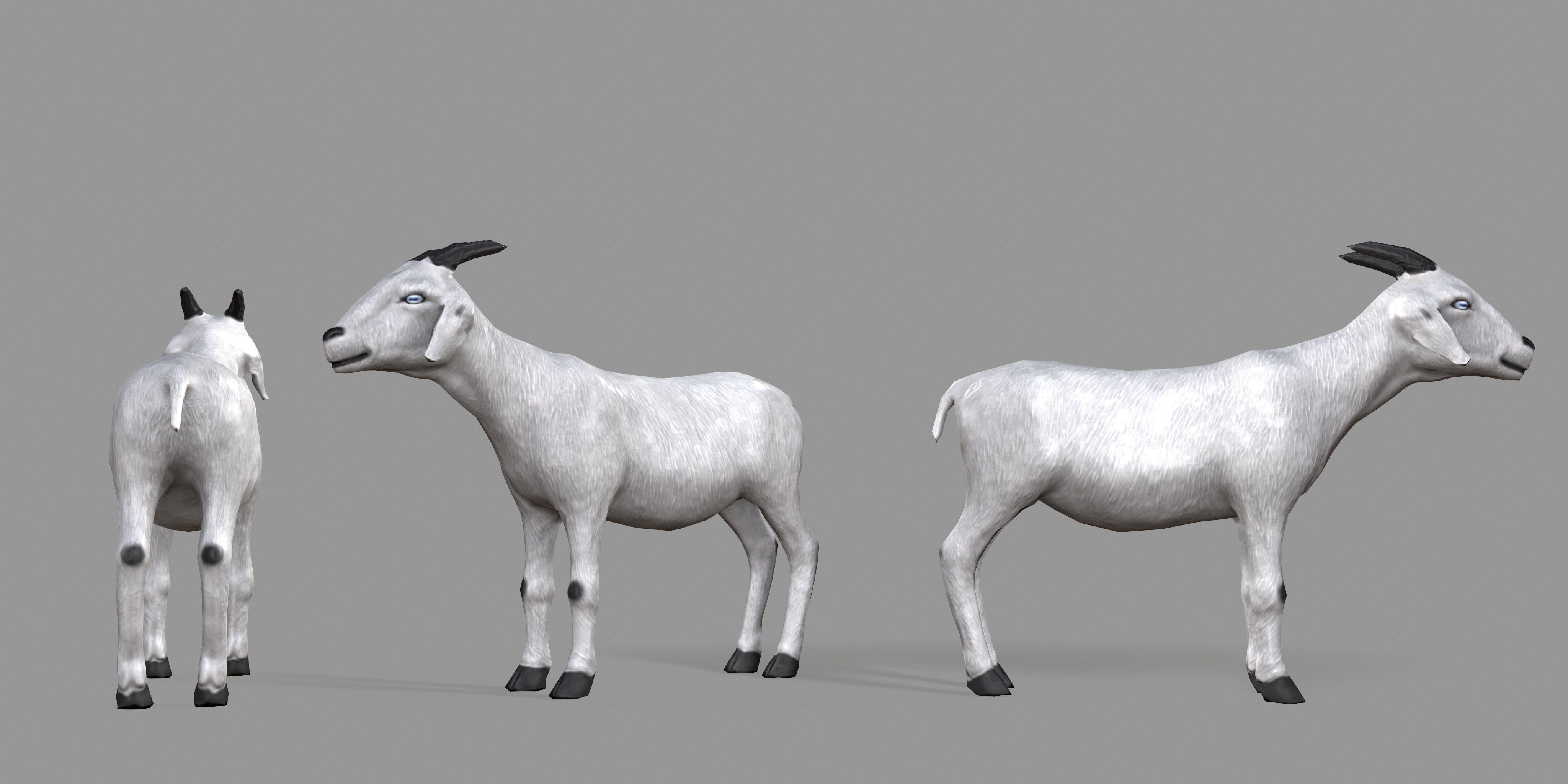 White Goat Low-poly 3D model_26