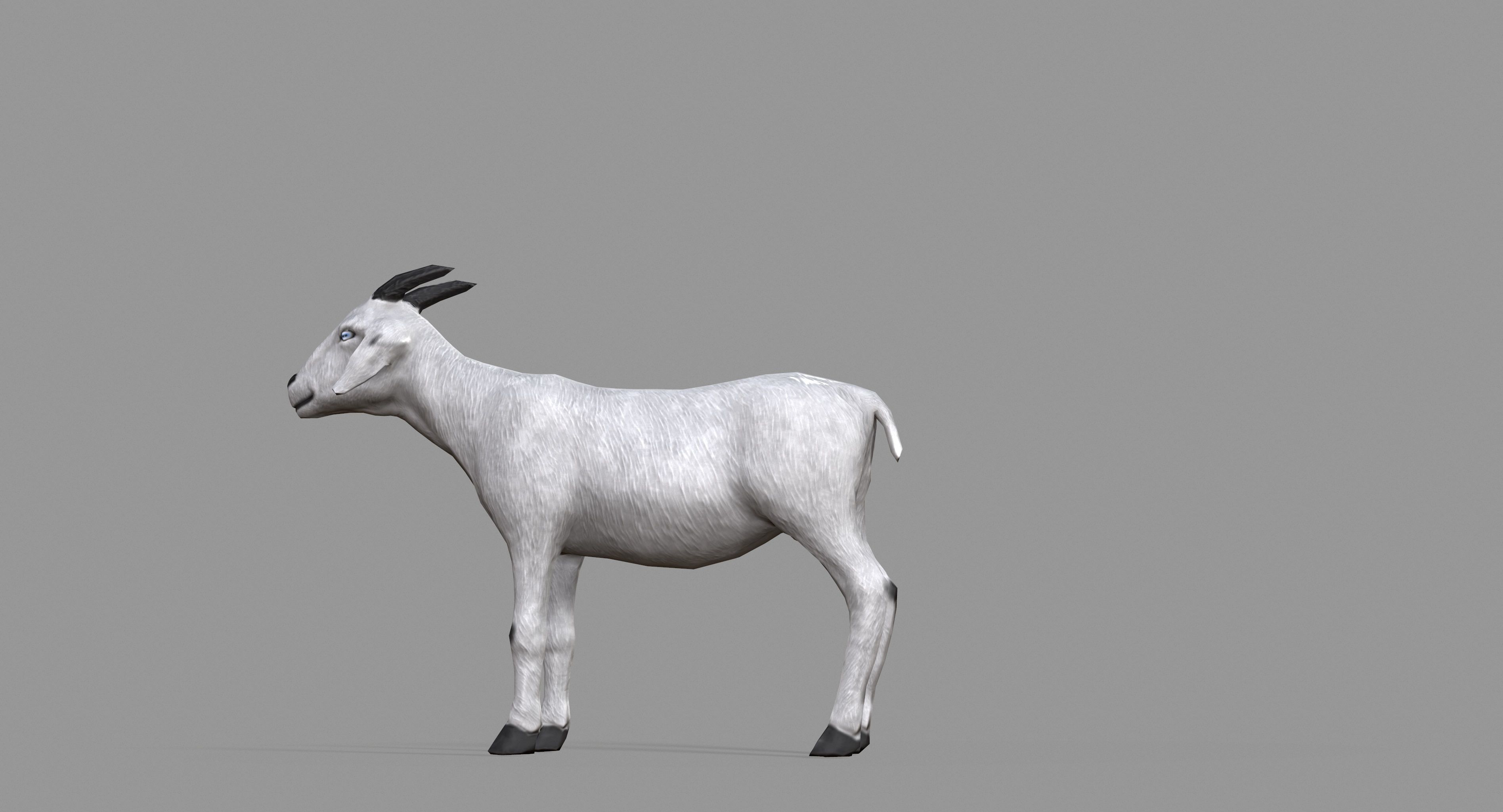 White Goat Low-poly 3D model_21