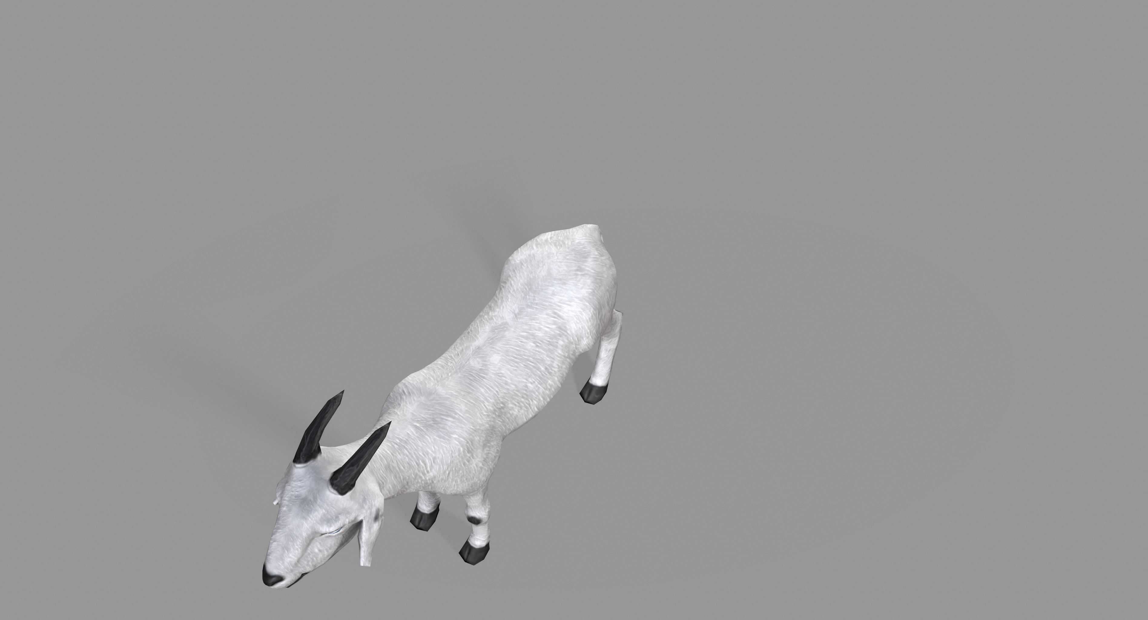 White Goat Low-poly 3D model_14