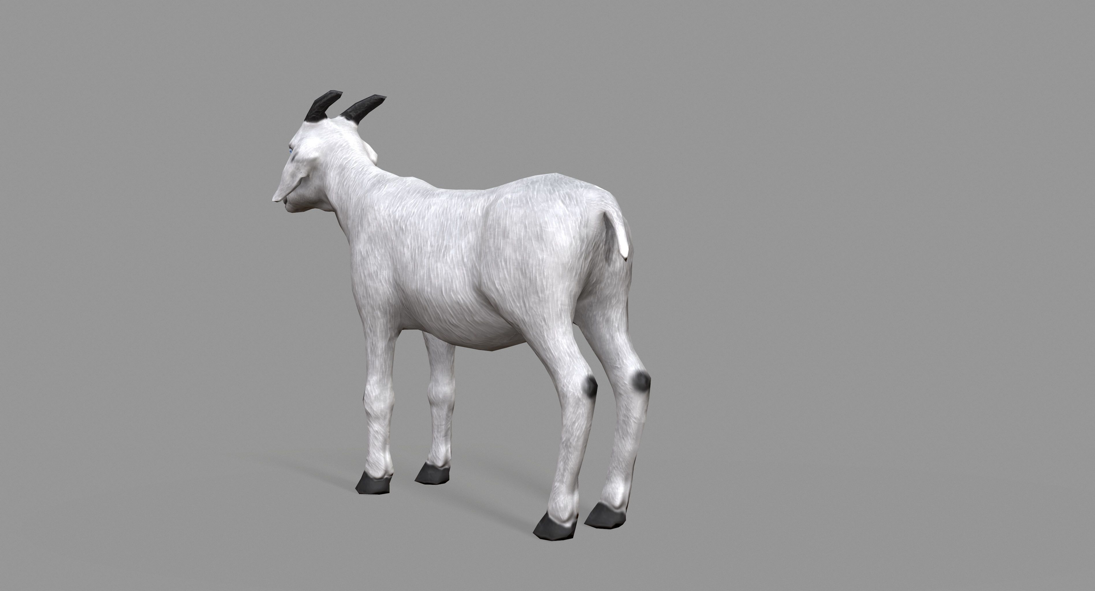 White Goat Low-poly 3D model_6