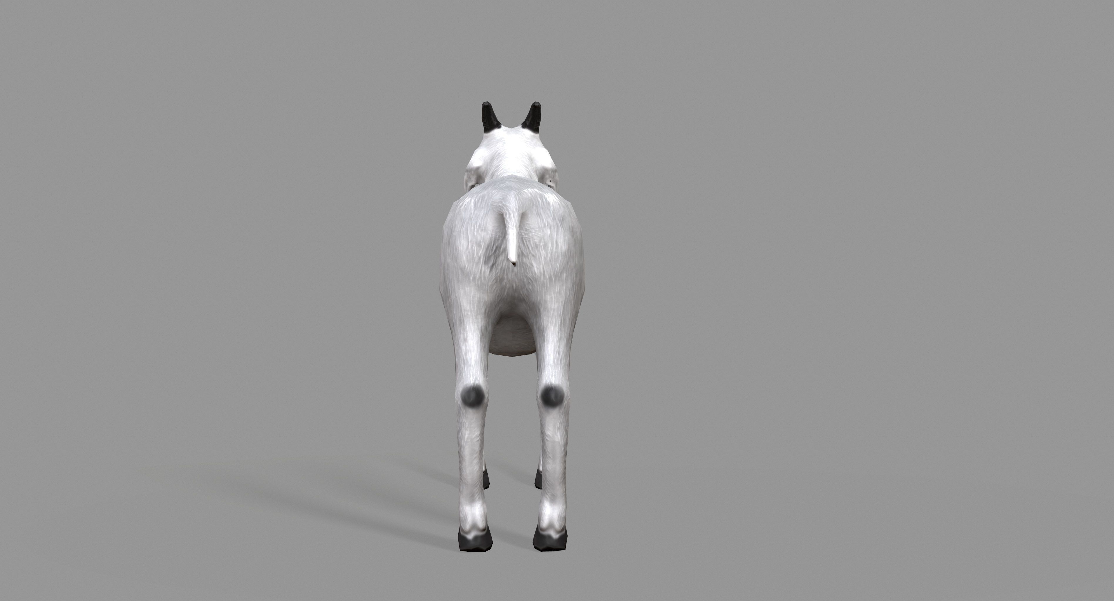 White Goat Low-poly 3D model_5