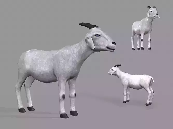 White Goat