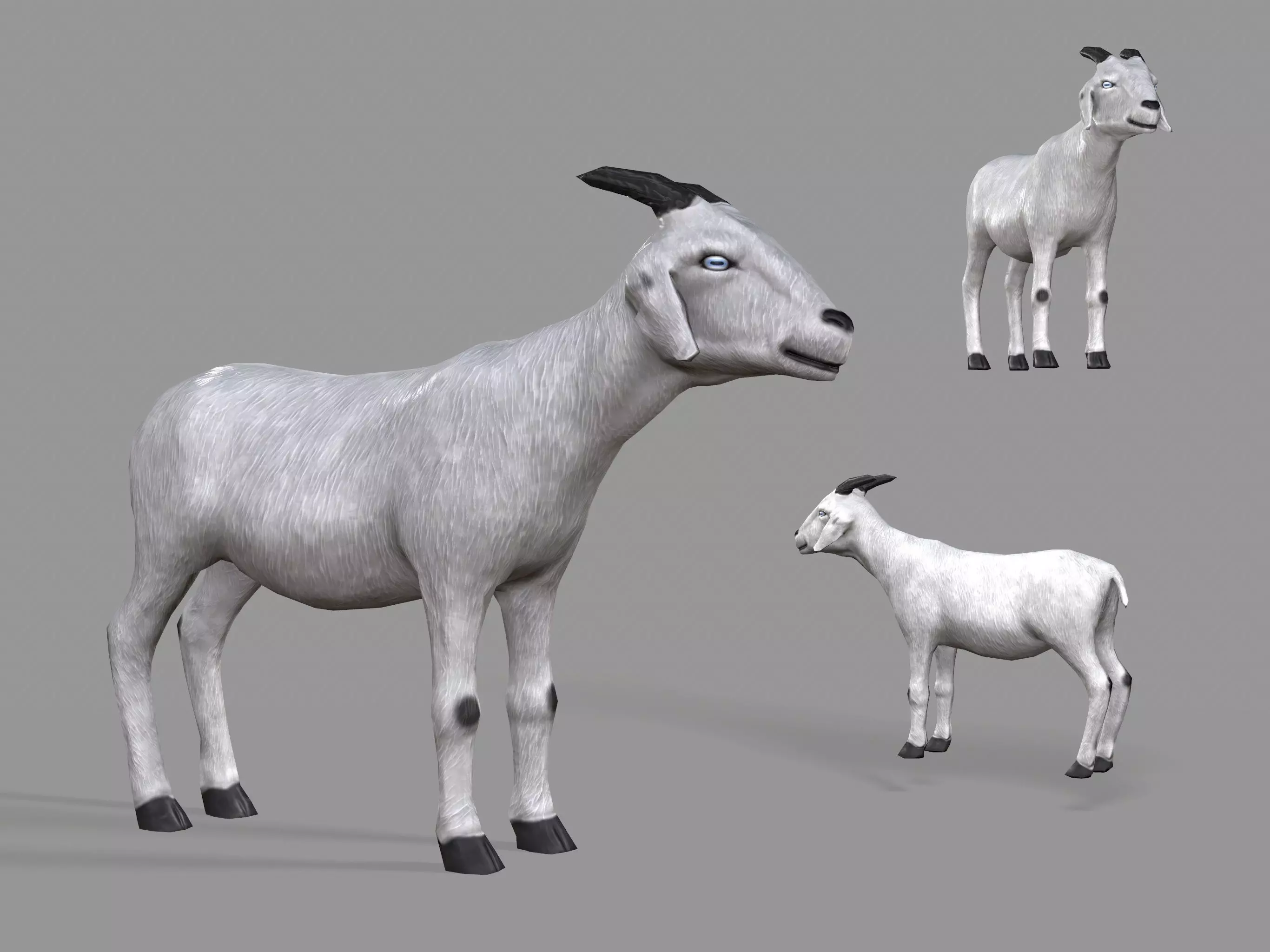 White Goat Low-poly 3D model_0