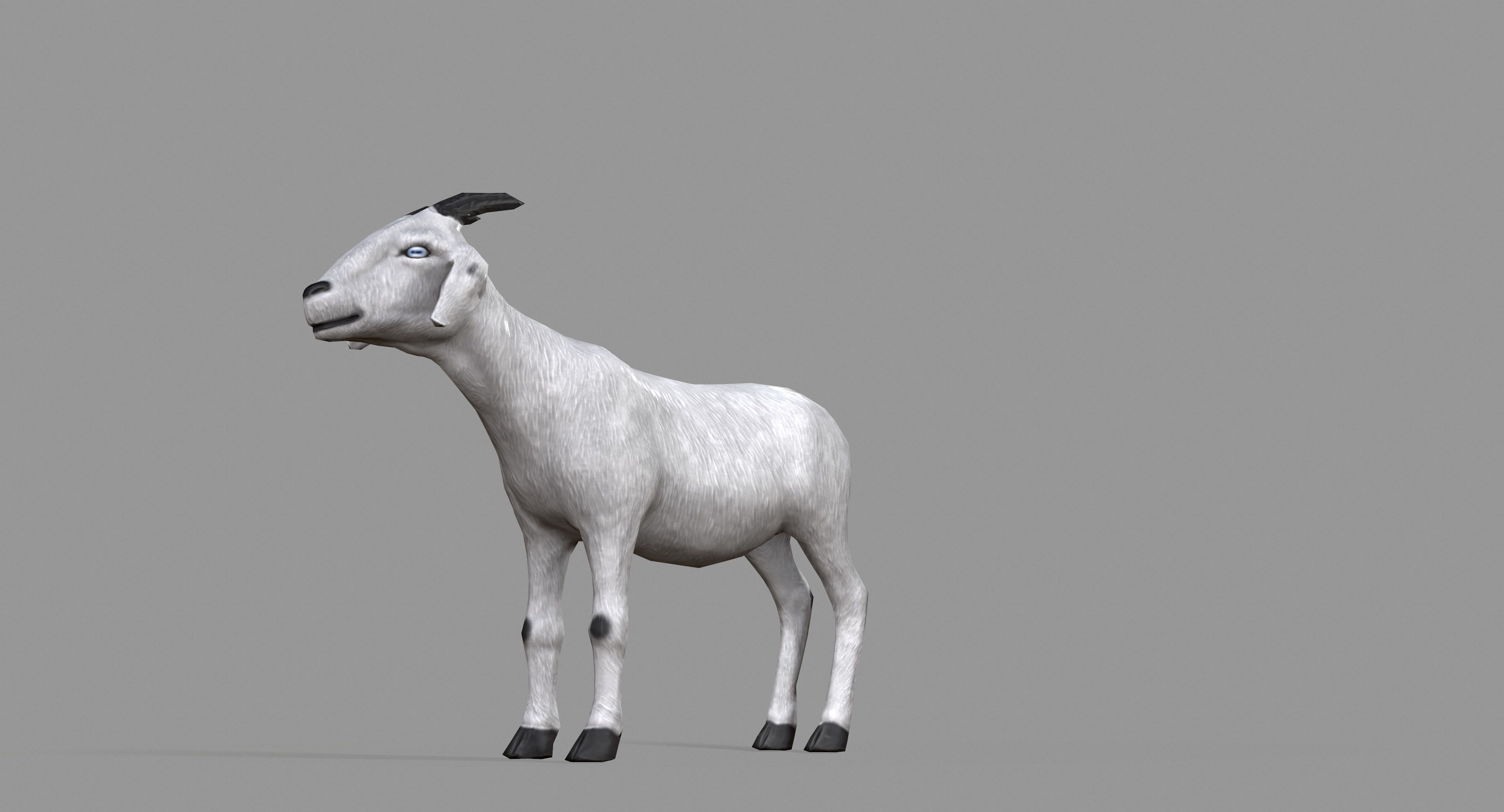 White Goat Low-poly 3D model_22