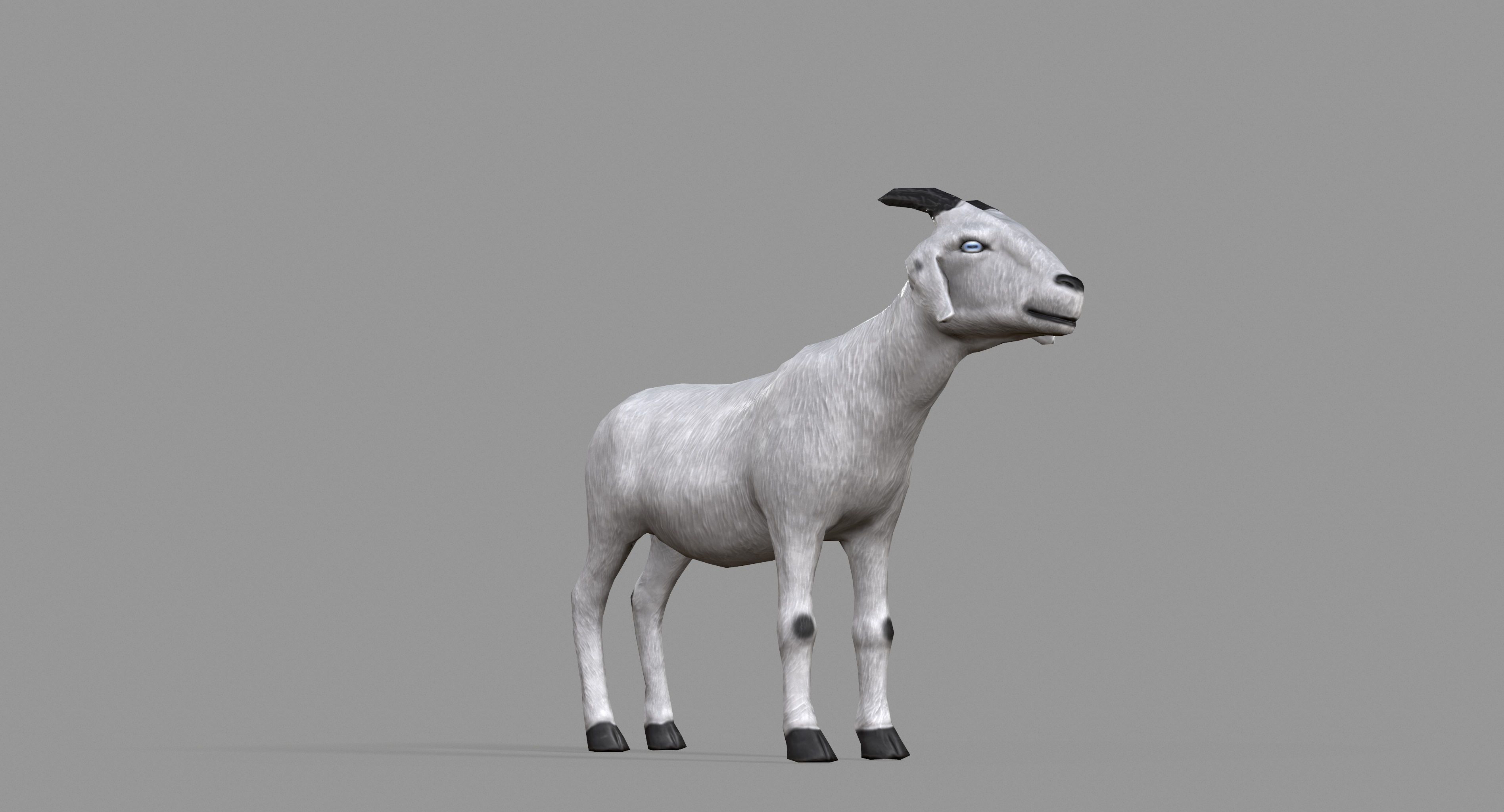 White Goat Low-poly 3D model_16