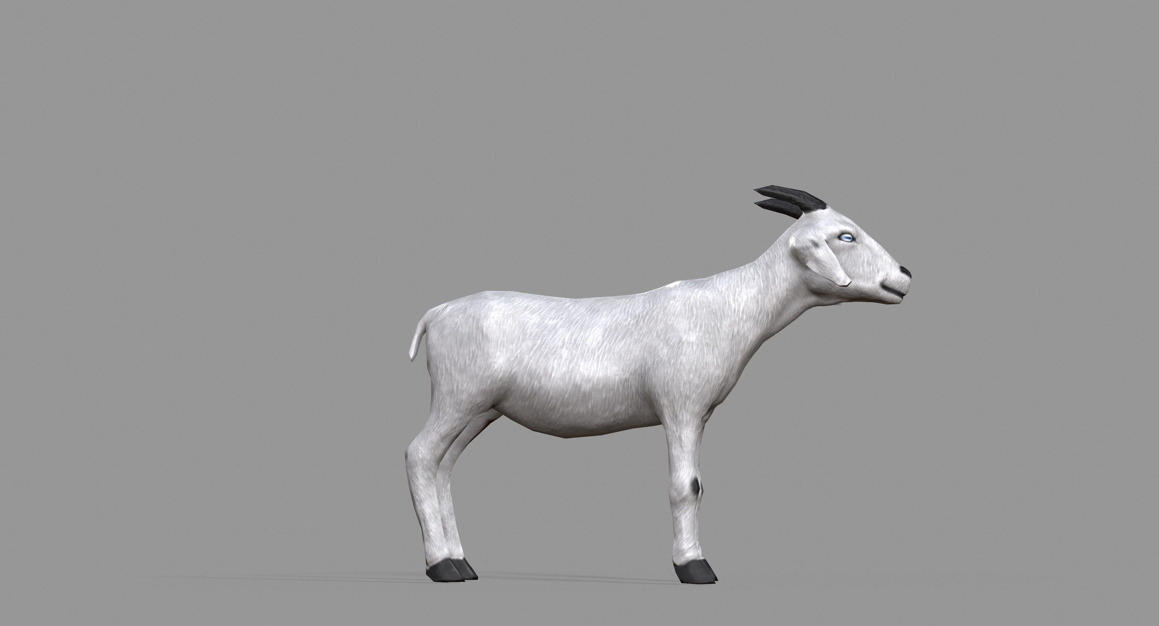 White Goat Low-poly 3D model_17