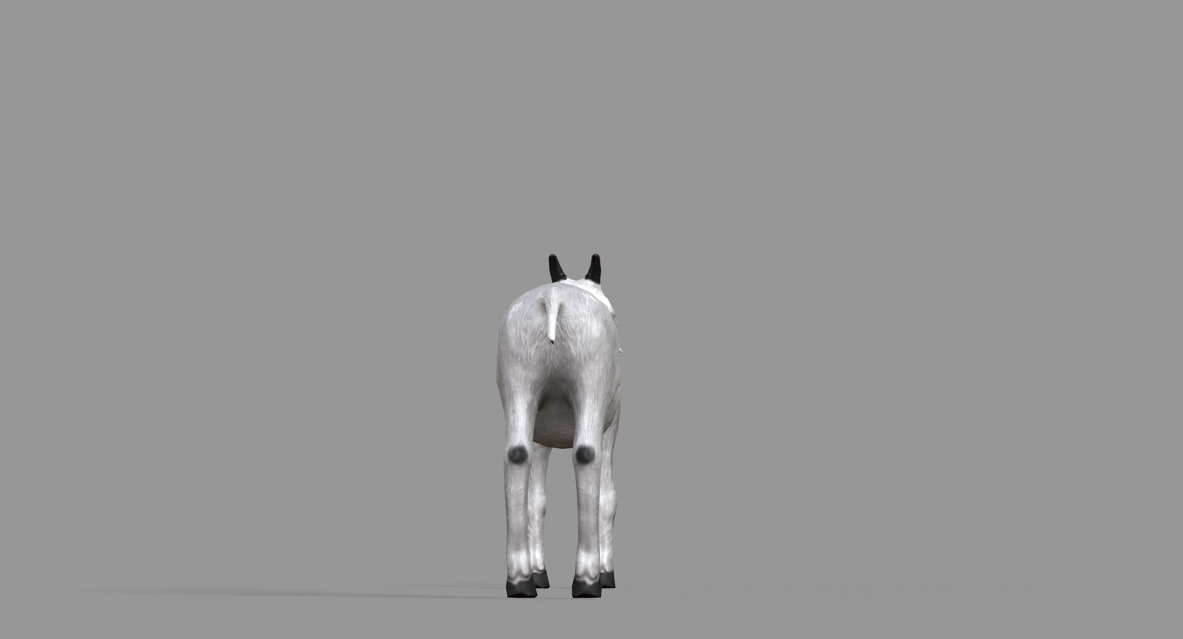 White Goat Low-poly 3D model_19
