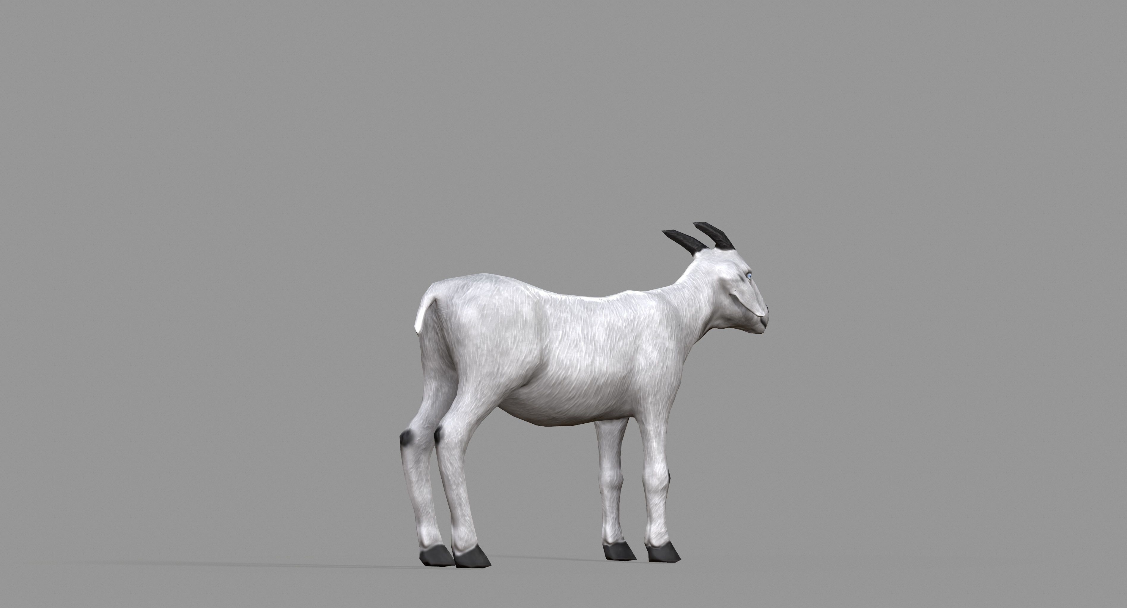 White Goat Low-poly 3D model_18