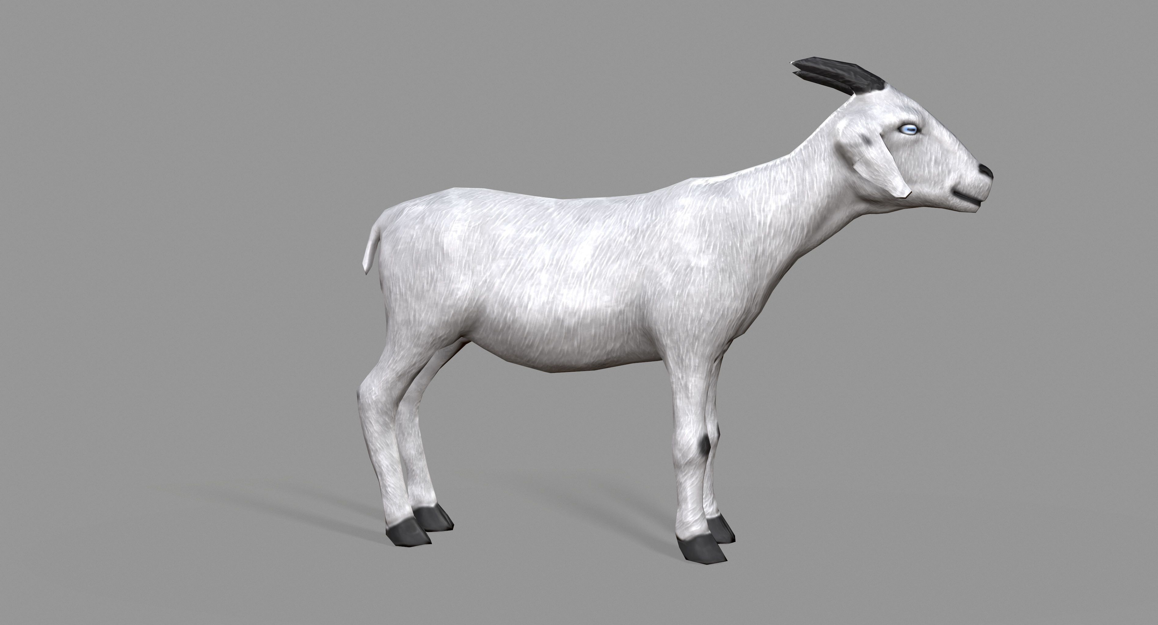 White Goat Low-poly 3D model_3