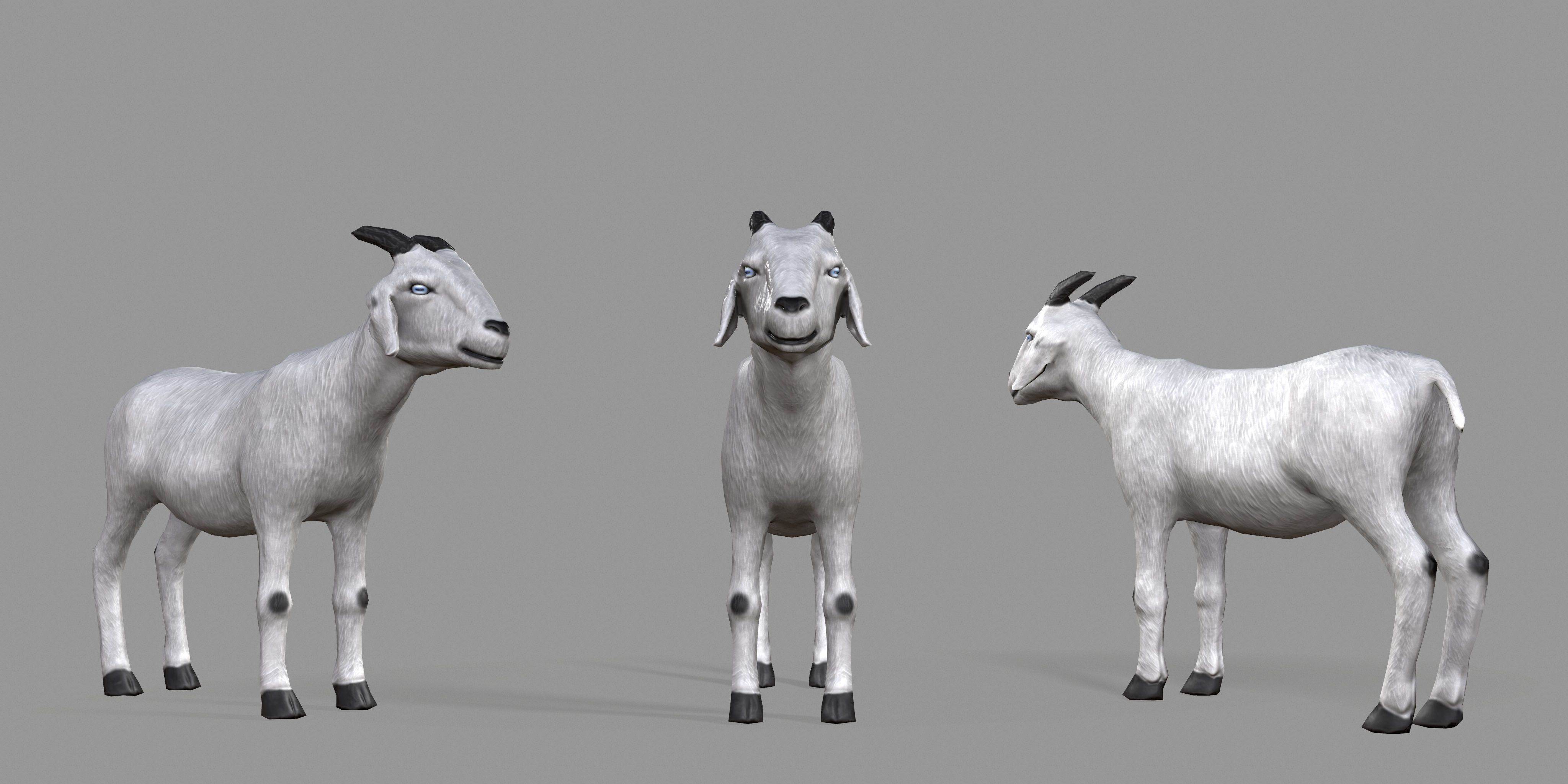 White Goat Low-poly 3D model_25