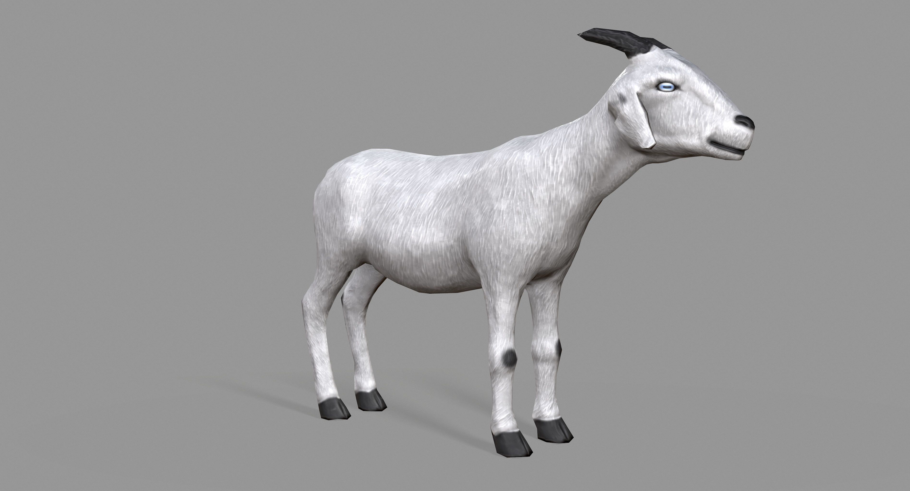 White Goat Low-poly 3D model_2