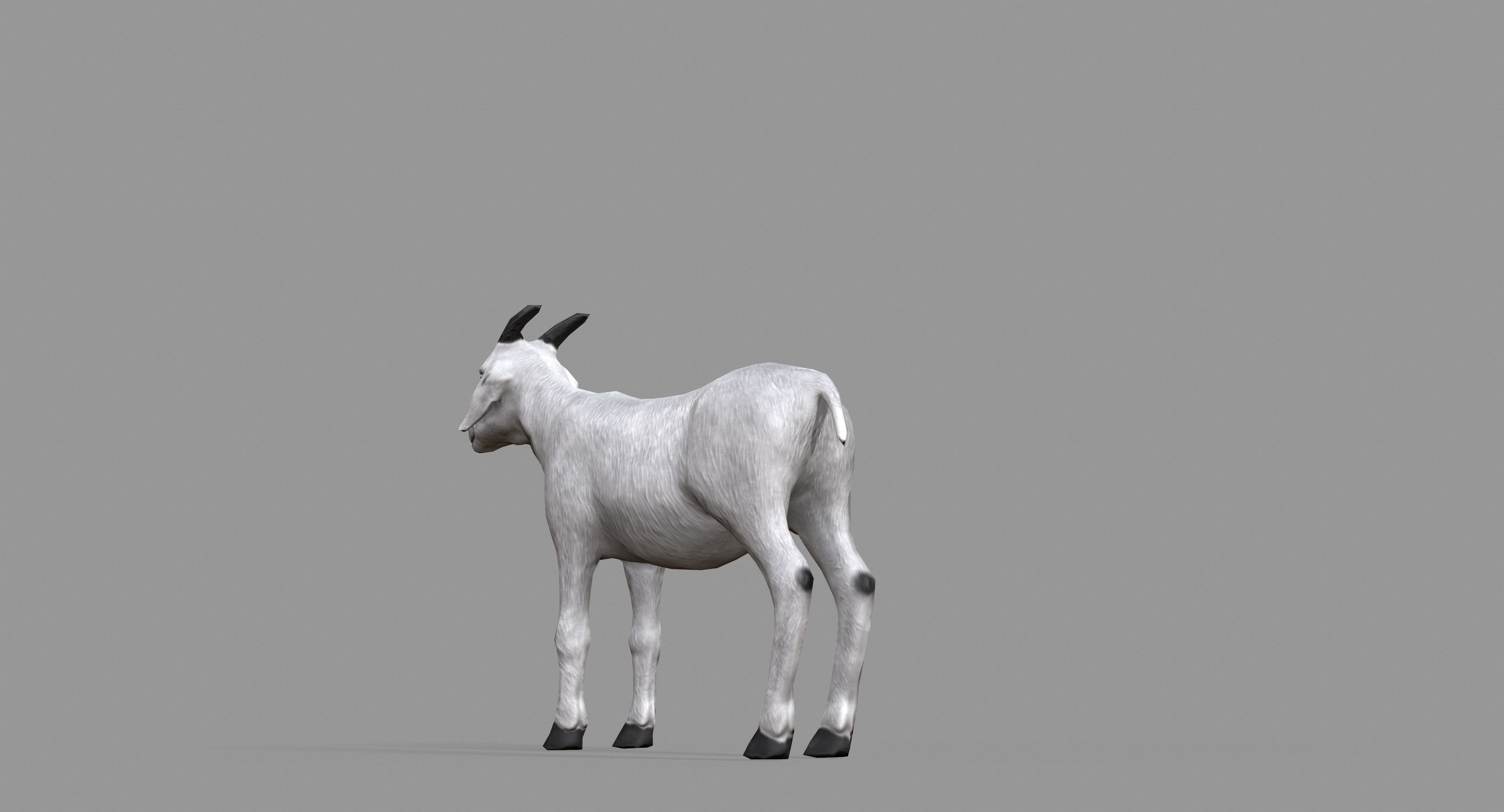 White Goat Low-poly 3D model_20