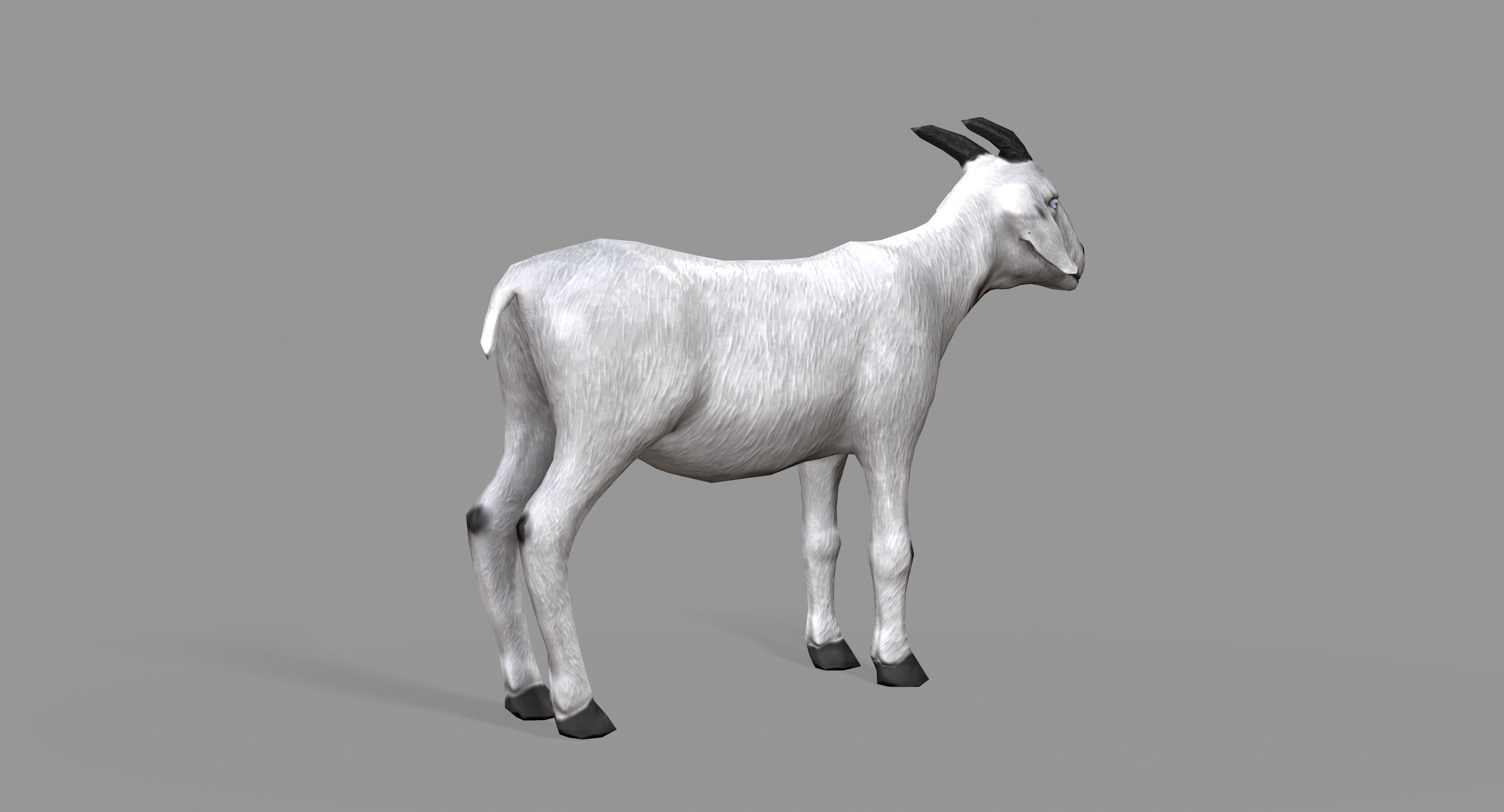 White Goat Low-poly 3D model_4
