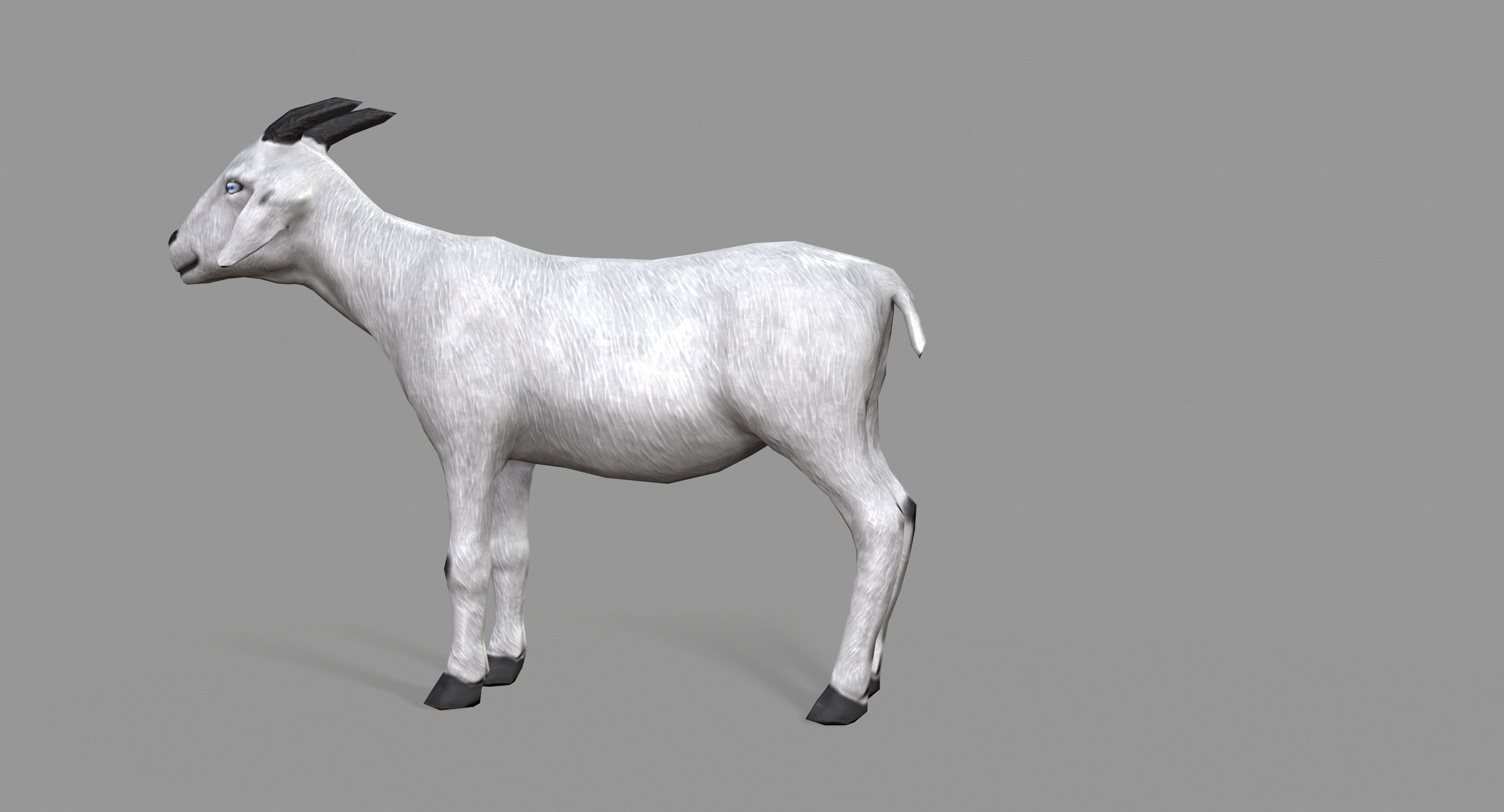 White Goat Low-poly 3D model_7