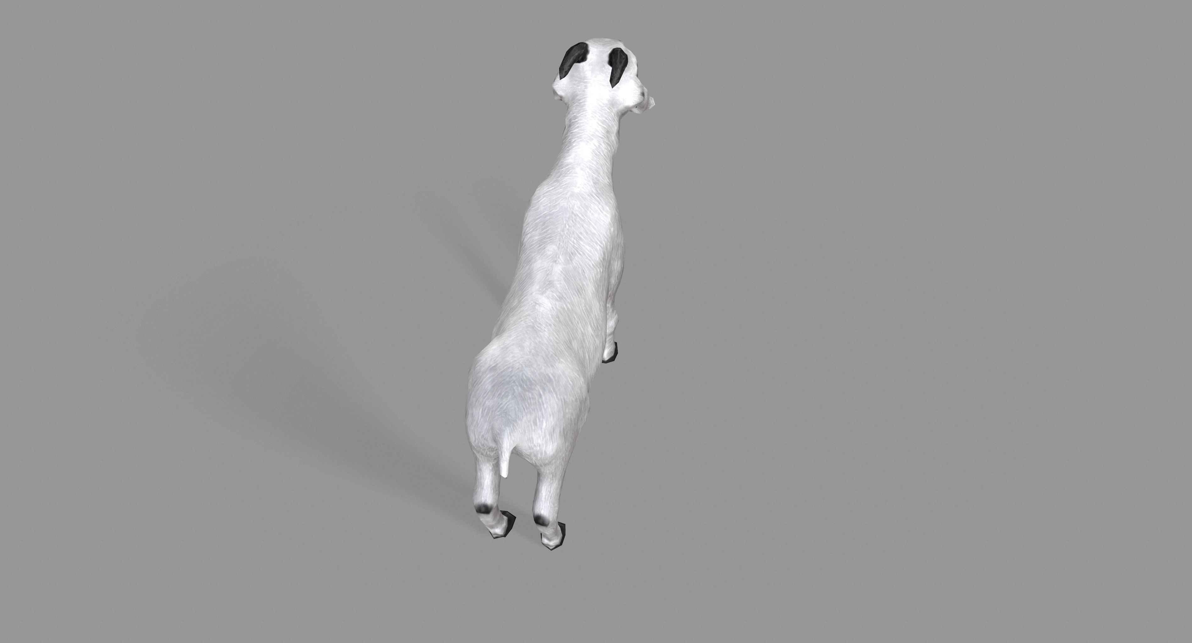 White Goat Low-poly 3D model_11