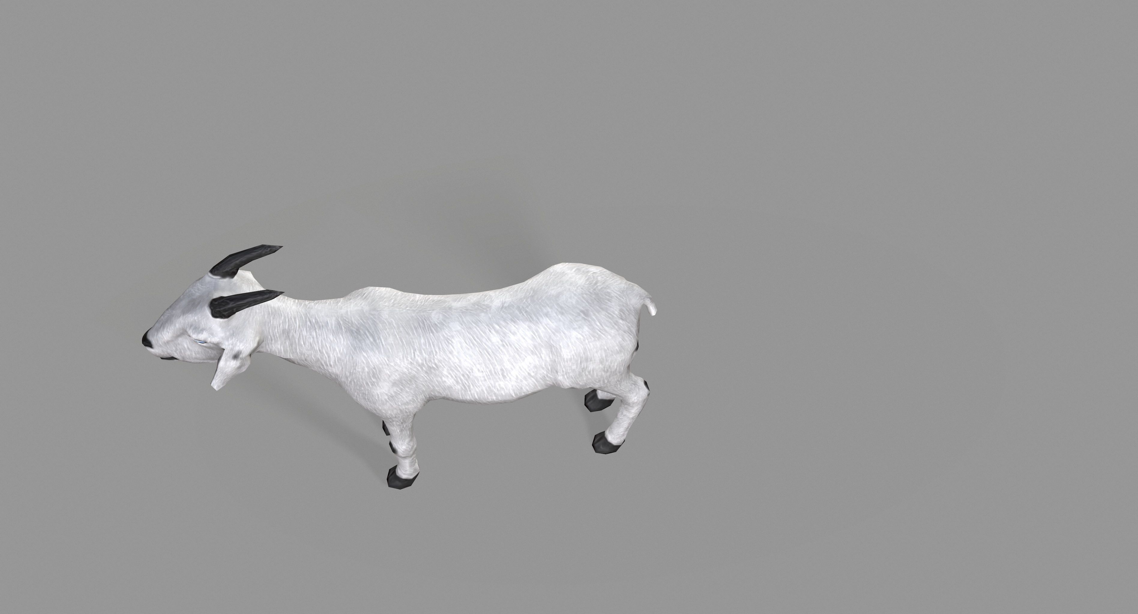 White Goat Low-poly 3D model_13