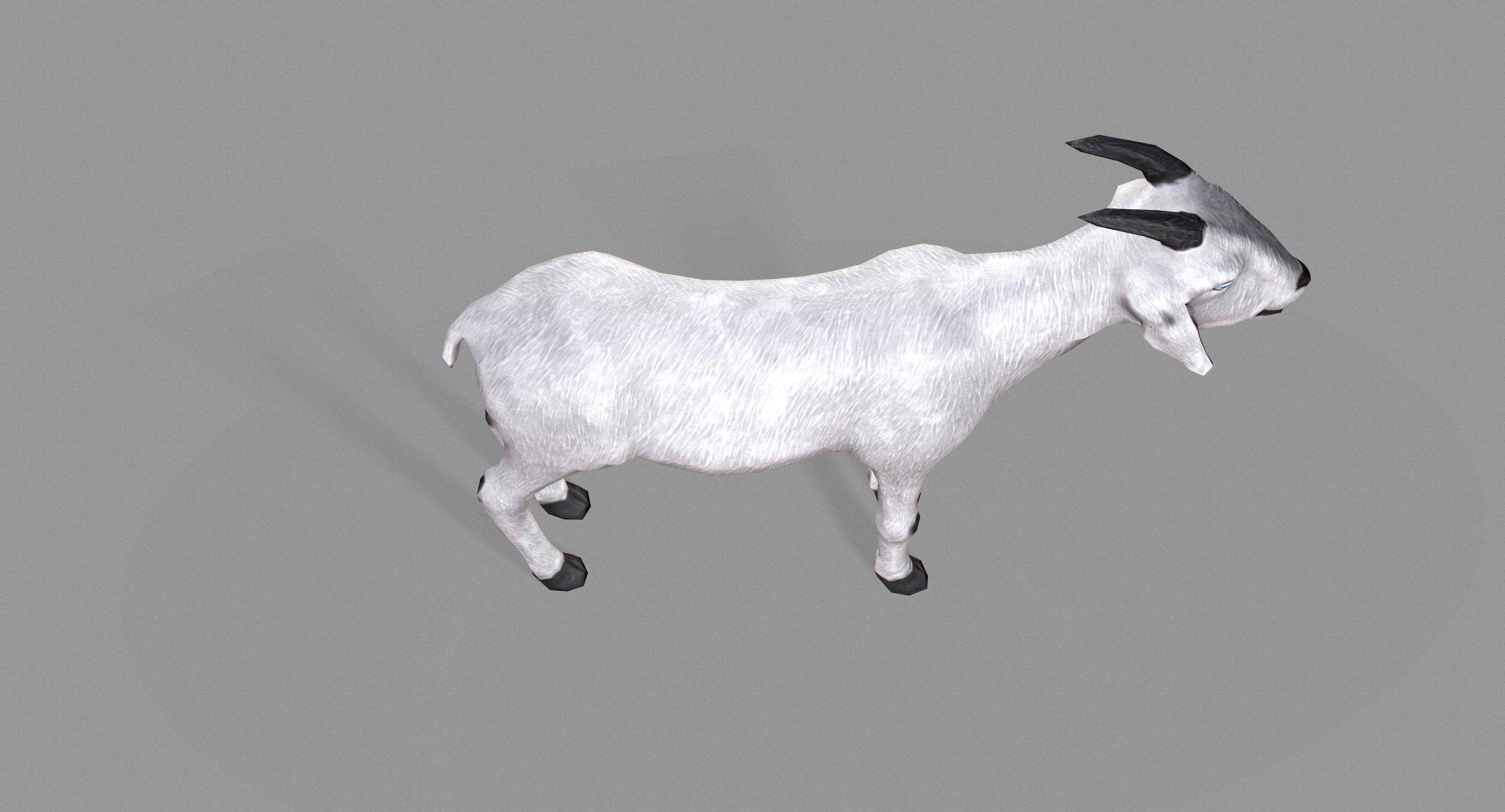 White Goat Low-poly 3D model_9