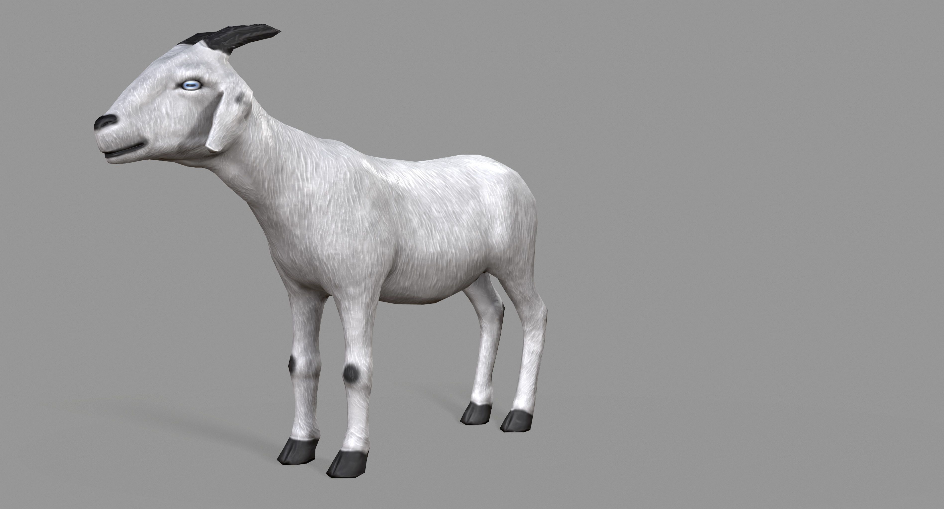 White Goat Low-poly 3D model_8