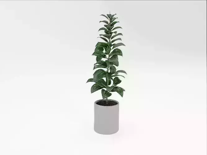 plant in pot