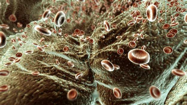 Red Blood Cells Animated 3D model_1