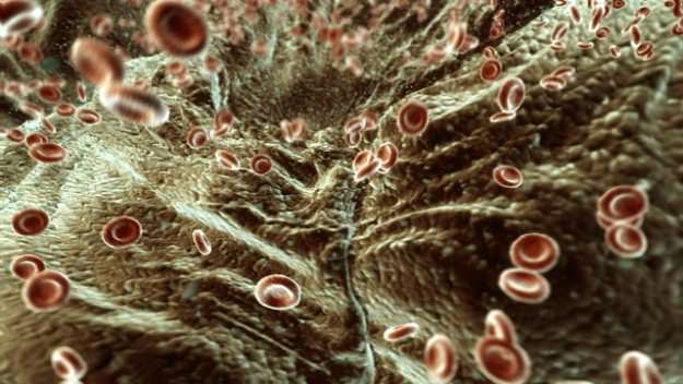Red Blood Cells Animated 3D model_3