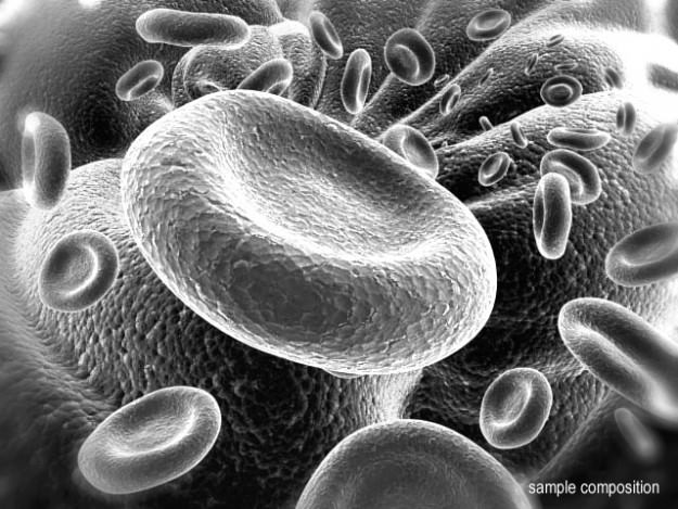 Red Blood Cells Animated 3D model_8