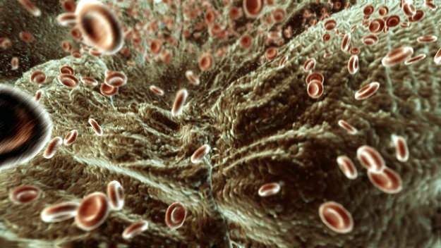 Red Blood Cells Animated 3D model_2