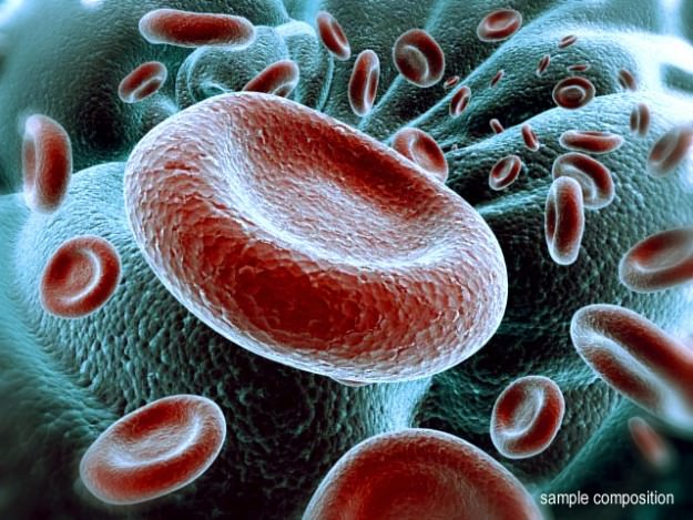 Red Blood Cells Animated 3D model_9