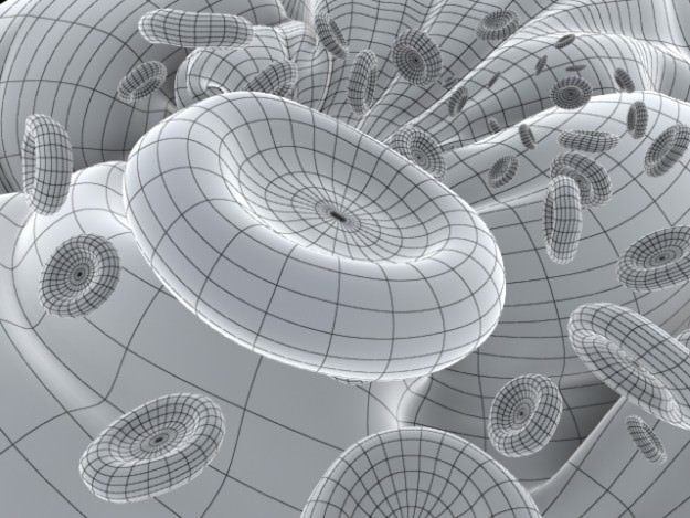 Red Blood Cells Animated 3D model_10