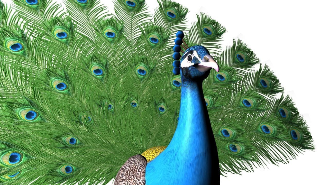 Peacock Rig Low-poly 3D model_6