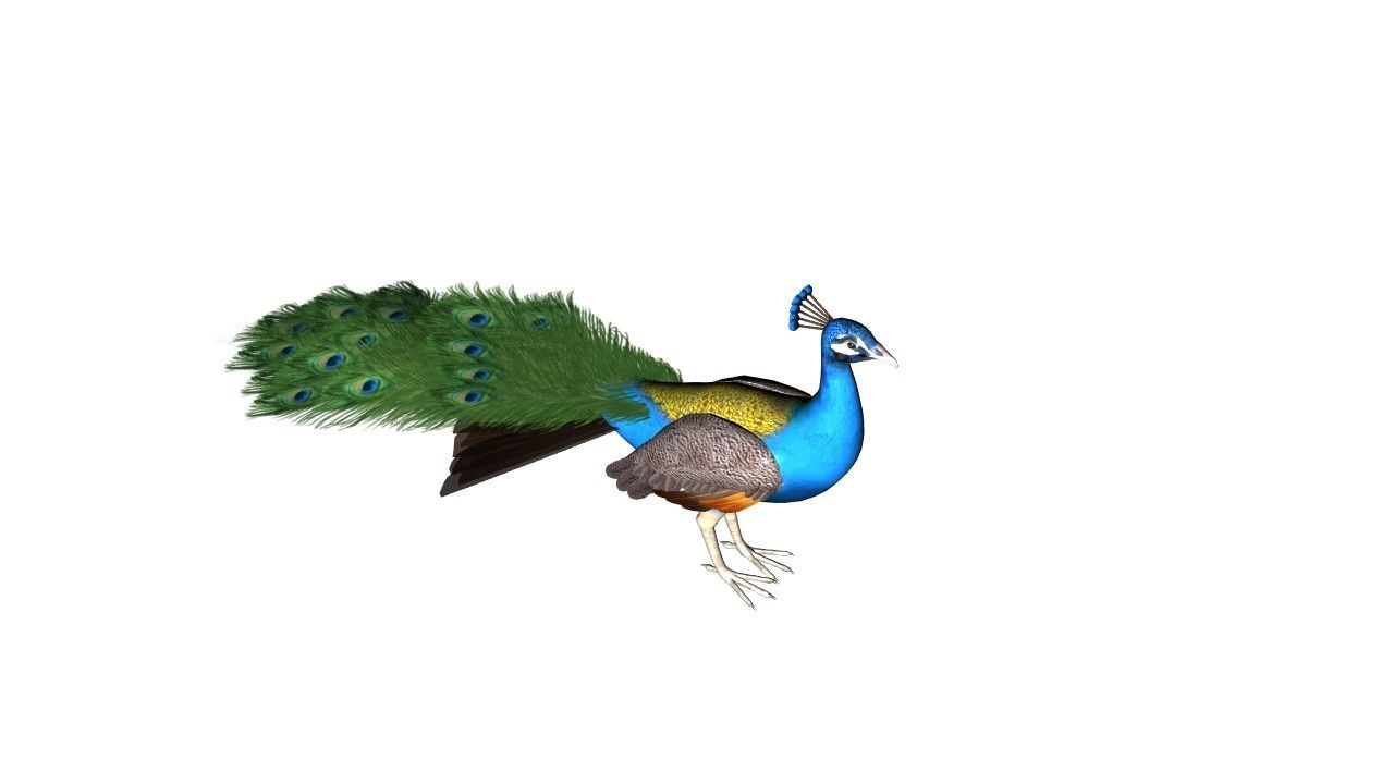 Peacock Rig Low-poly 3D model_2
