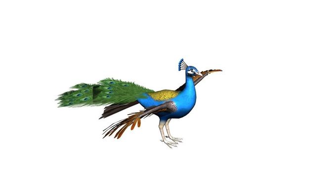 Peacock Rig Low-poly 3D model