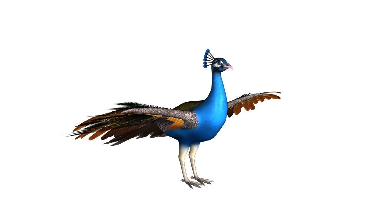 Peacock Rig Low-poly 3D model_1