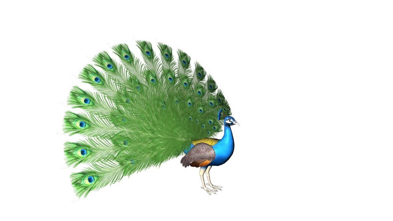 Peacock Rig Low-poly 3D model_5