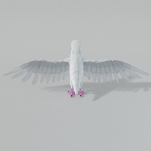 Seagull with wings spread Low-poly 3D model_4