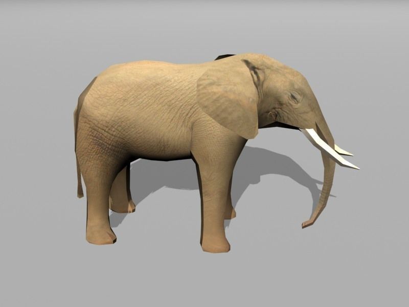 elephant with long tusks Low-poly 3D model_1