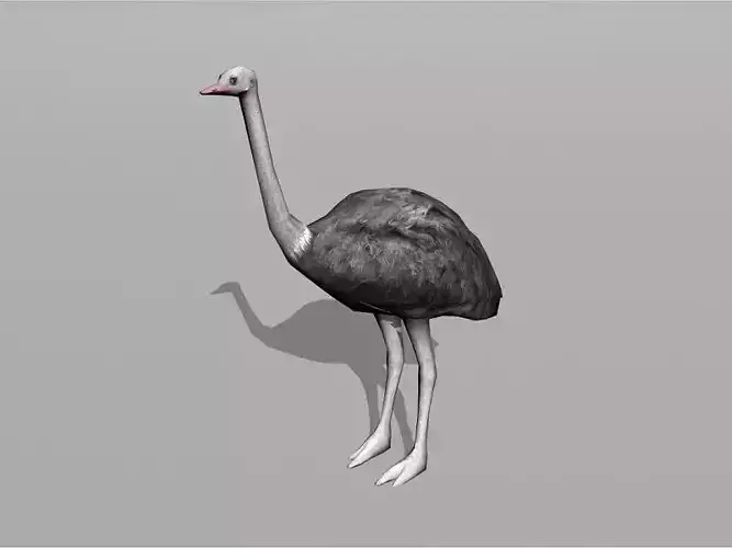 ostrich
