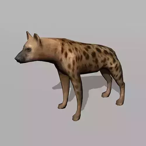 hyena