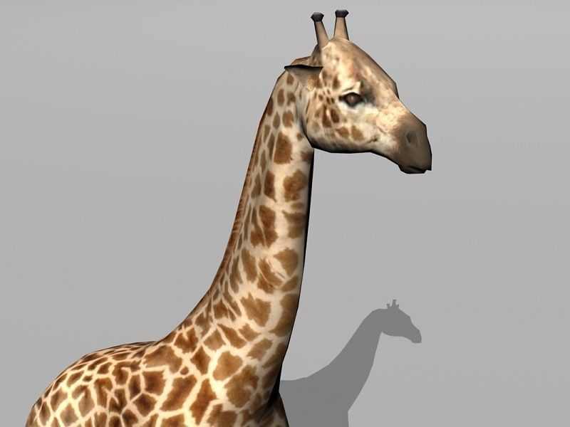 giraffe Low-poly 3D model_3