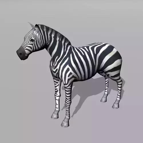 zebra