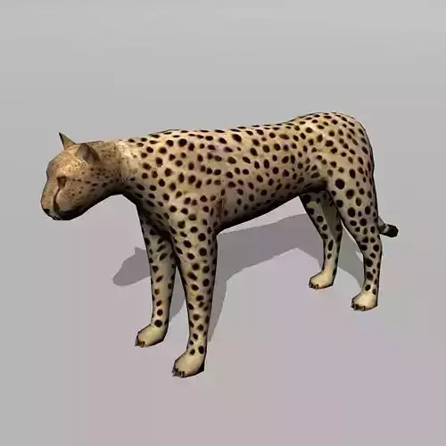 cheetah