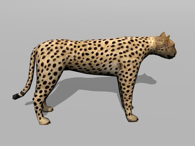 cheetah Low-poly 3D model_1