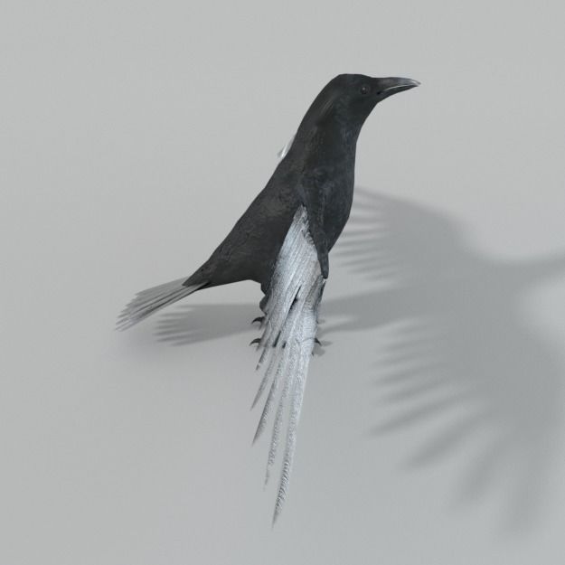 Crow bird Low-poly 3D model_3