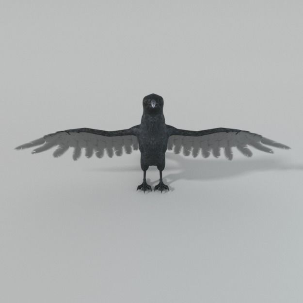 Crow bird Low-poly 3D model_5
