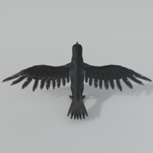 Crow bird Low-poly 3D model_2