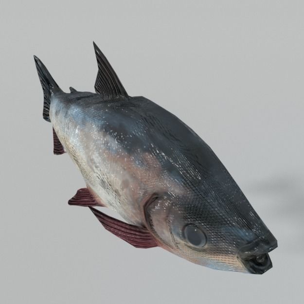 Bocachico fish Low-poly 3D model_1