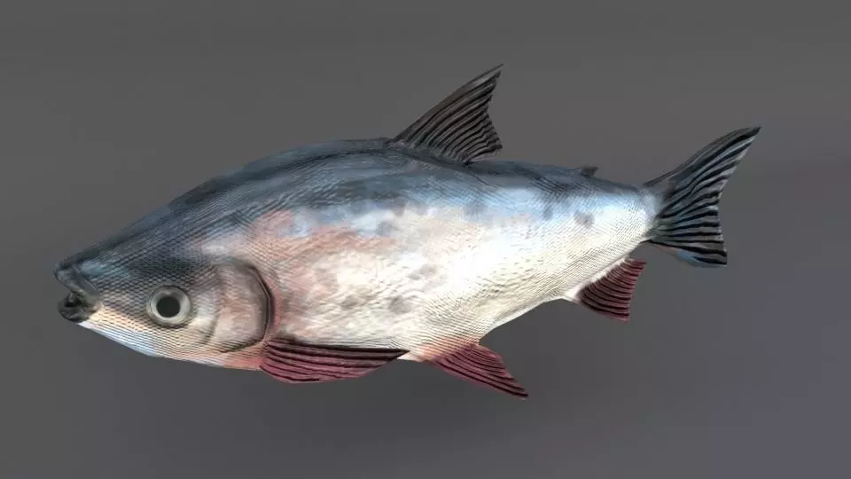 Bocachico fish Low-poly 3D model_0