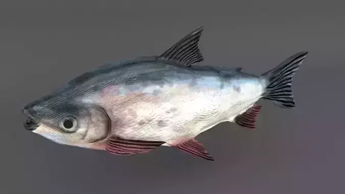 Bocachico fish Low-poly 3D model