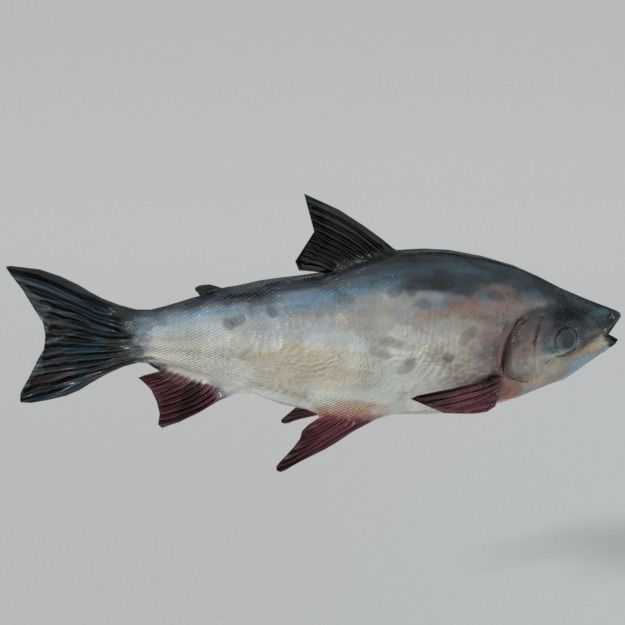 Bocachico fish Low-poly 3D model_2